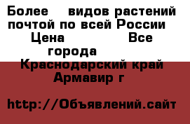 Более200 видов растений почтой по всей России › Цена ­ 100-500 - Все города  »    . Краснодарский край,Армавир г.